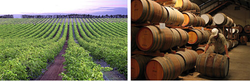 高品質直采葡萄酒是怎么“煉”成的