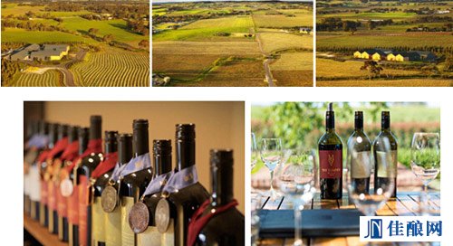 Ľ��˹���f(MurrayStreet Vineyards)