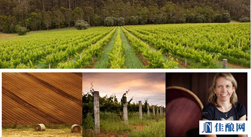 貝勒銘酒莊(Bellarmine)