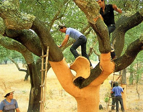 ܛľ��������Ƴɵģ�