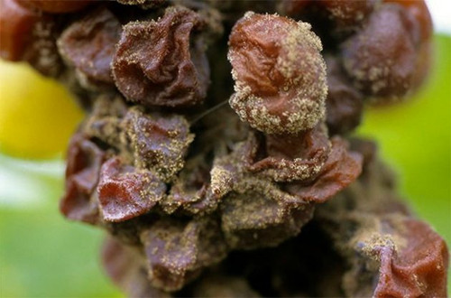 ��ͬù�����Ӱ����ѾƵ��Lζ��