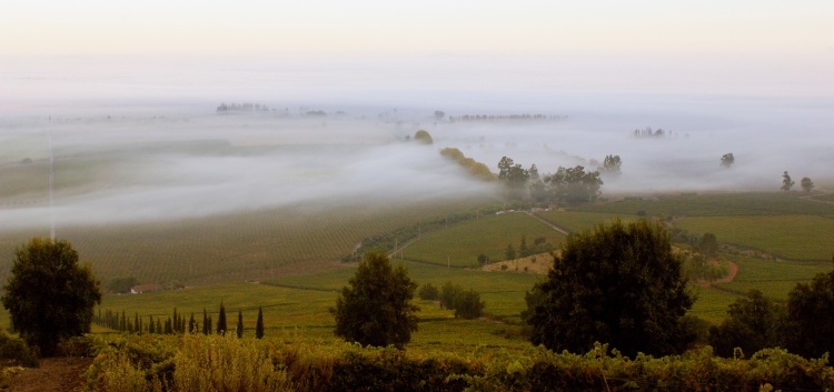 智利葡萄酒:品味智利的獨特風土