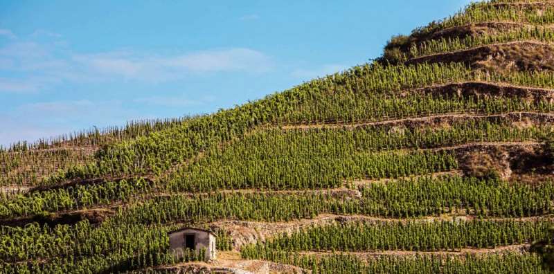 西拉之鄉(xiāng)——科爾納斯