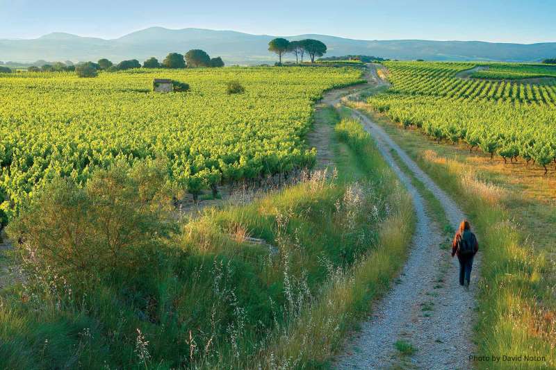 走近法國鮮為人知的黑皮諾產區