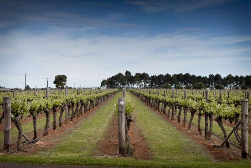 庫納瓦拉——澳大利亞的赤霞珠圣地