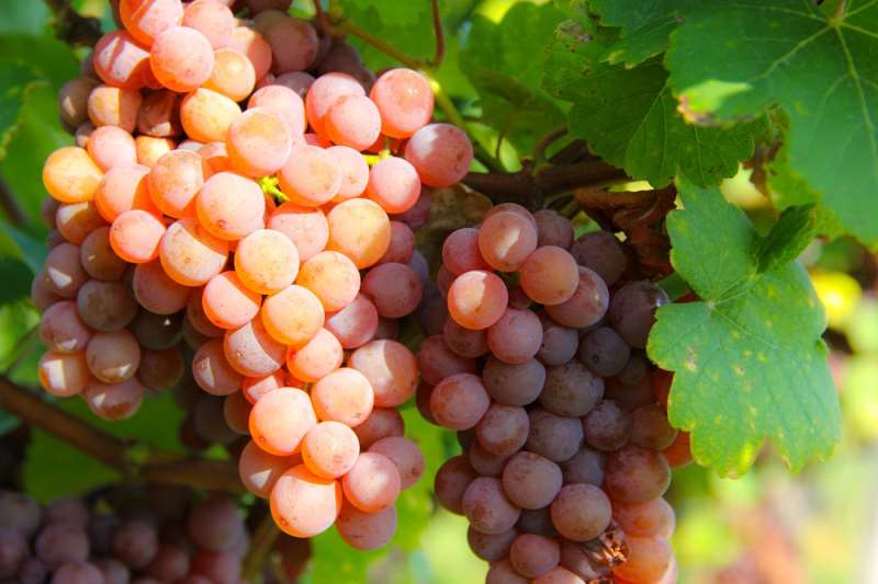 �����_˹�����{�����ҷ�����ġ��罻���ˡ�